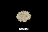 藏品(黑松螺)的圖片